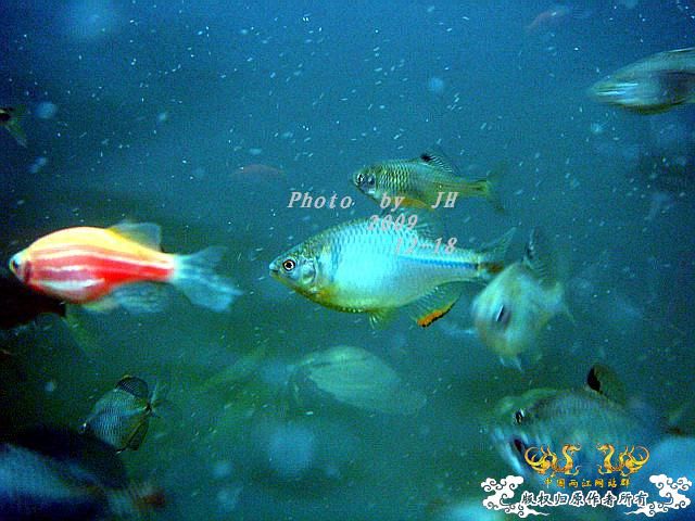 [原创]“中华”鰟鮍发情