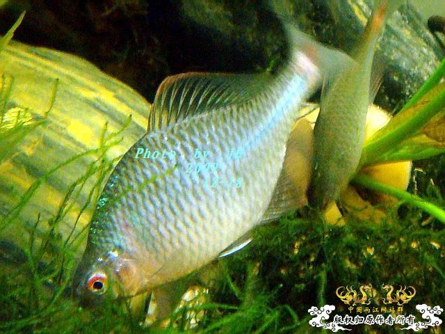 [原创]“中华”鰟鮍发情