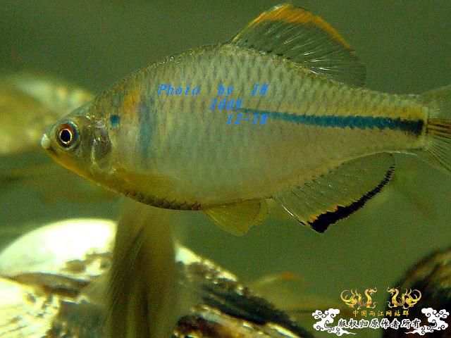 [原创]“中华”鰟鮍发情
