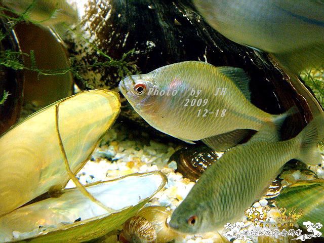 [原创]“中华”鰟鮍发情