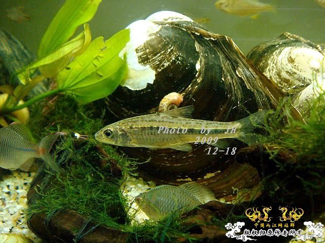 [原创]“中华”鰟鮍发情
