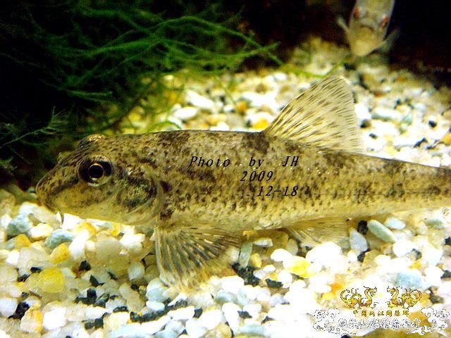 [原创]“中华”鰟鮍发情
