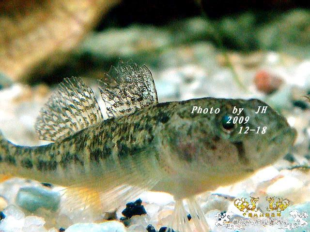 [原创]“中华”鰟鮍发情