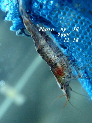 [原创]“中华”鰟鮍发情