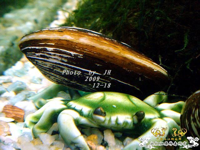 [原创]“中华”鰟鮍发情