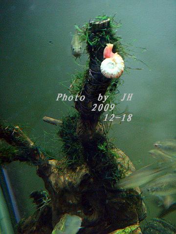 [原创]“中华”鰟鮍发情