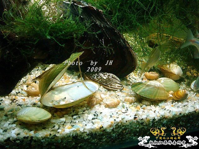 [原创]“中华”鰟鮍发情