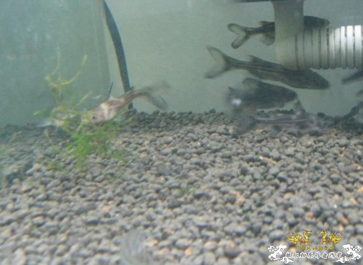 帮忙看看这条鱼