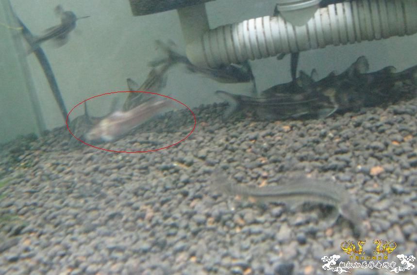 帮忙看看这条鱼