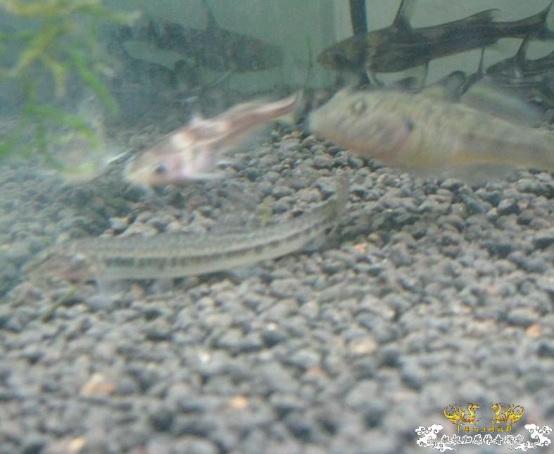 帮忙看看这条鱼