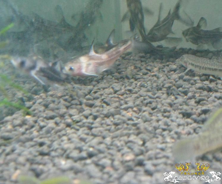 帮忙看看这条鱼