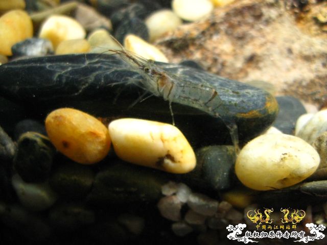 [分享]帮忙认认鱼