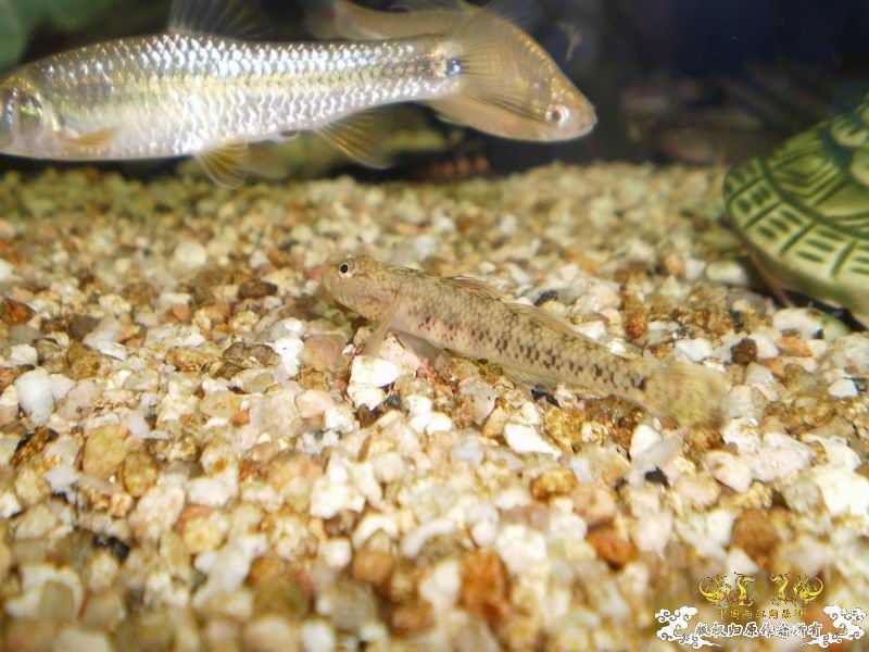 +++++++++++++++++认虎+++++++++++++++++