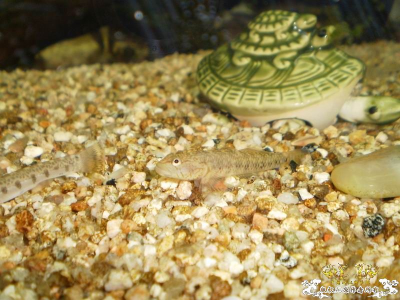 +++++++++++++++++认虎+++++++++++++++++