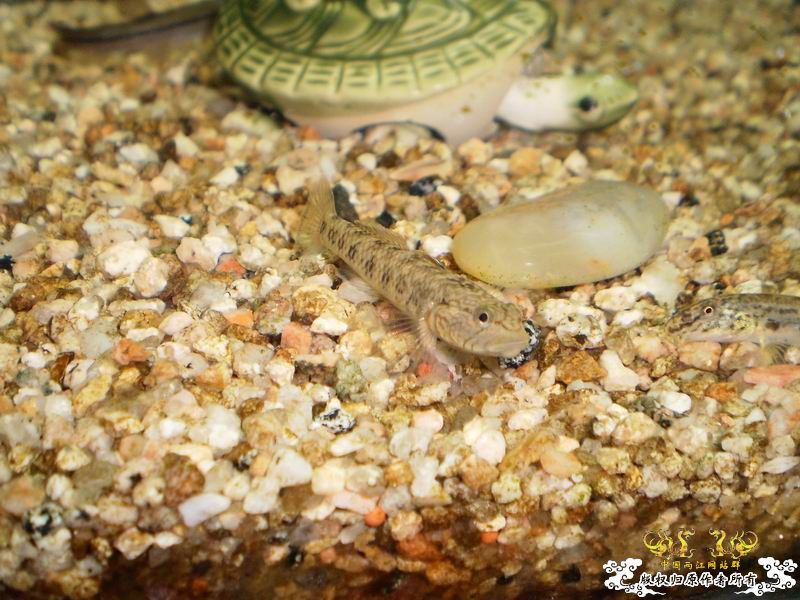 +++++++++++++++++认虎+++++++++++++++++