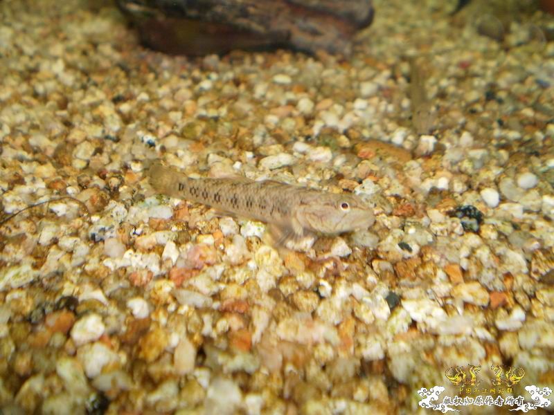 +++++++++++++++++认虎+++++++++++++++++