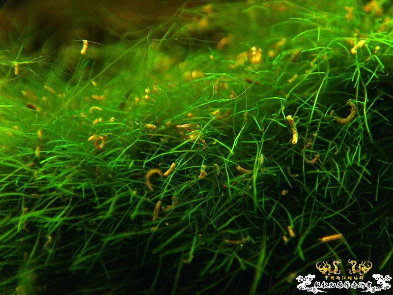 两个“原生态”缸  [8P]