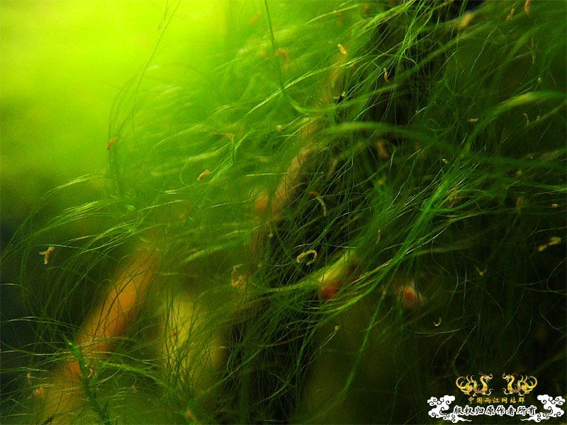 两个“原生态”缸  [8P]