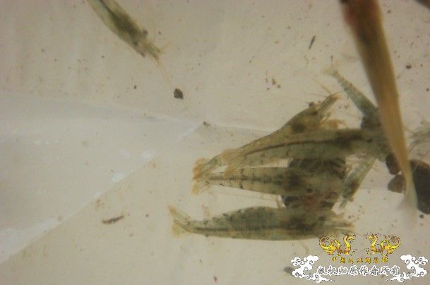 今天运气不错在花鸟市场淘到了虎纹虾~