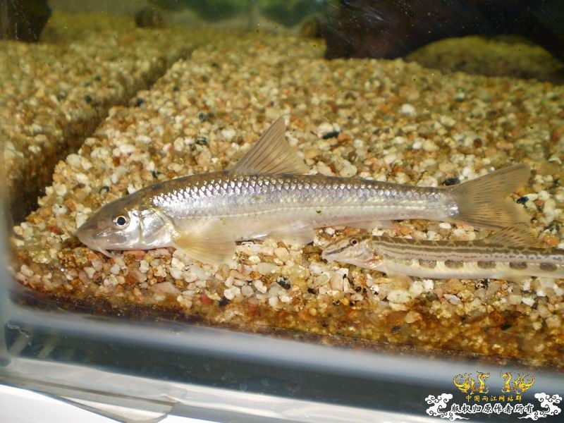 +++++++++++认鮈++++++++++++