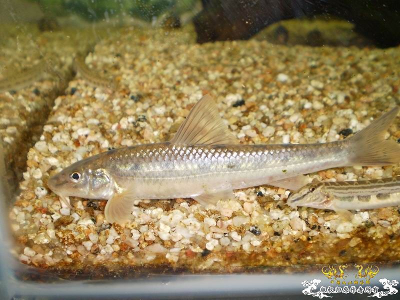 +++++++++++认鮈++++++++++++