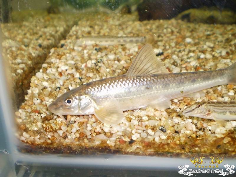 +++++++++++认鮈++++++++++++