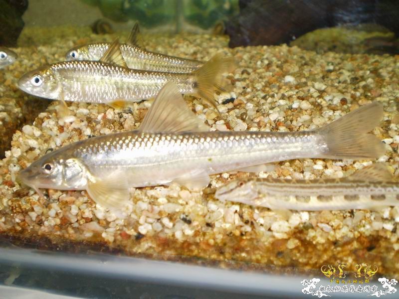 +++++++++++认鮈++++++++++++