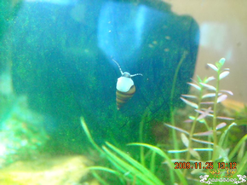 有人知道这是什么螺么````