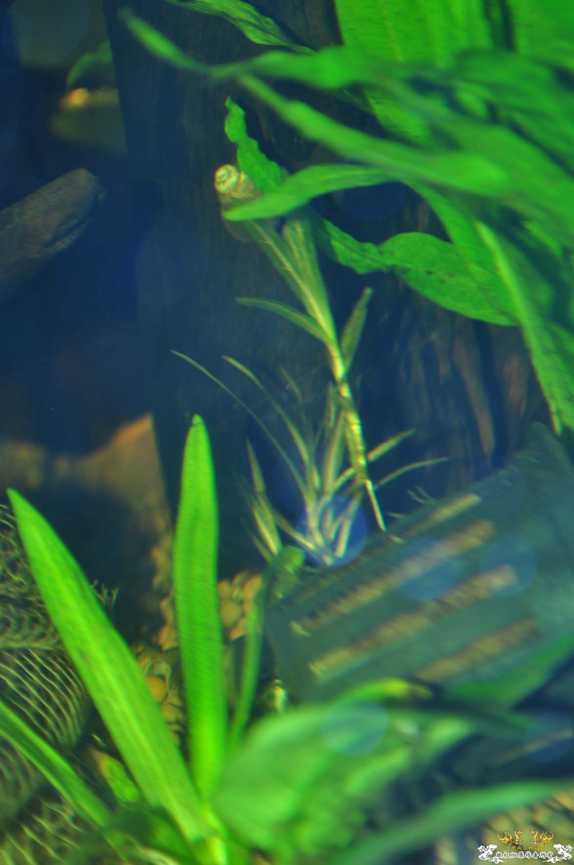 老缸留念