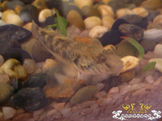 [原创][求助]                      认虎