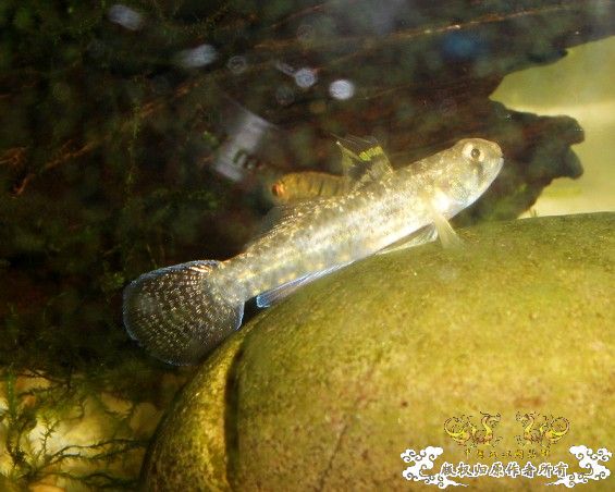 汽水虾虎求鉴定