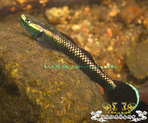 12月的紫身枝牙