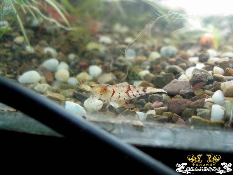 恶劣的环境一样养得活虎纹虾呢...