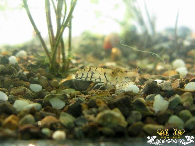 恶劣的环境一样养得活虎纹虾呢...