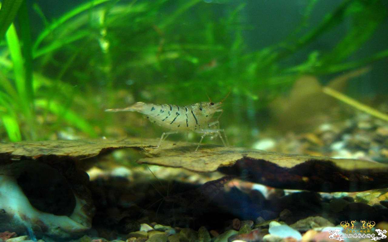 恶劣的环境一样养得活虎纹虾呢...