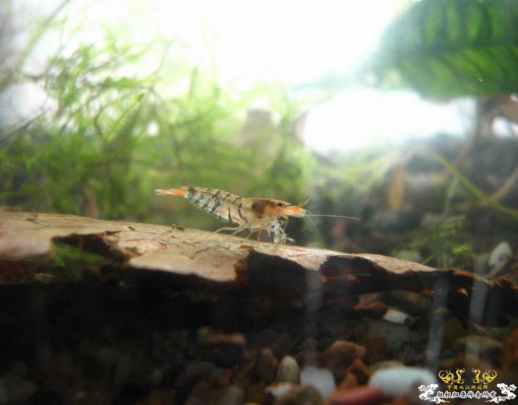 恶劣的环境一样养得活虎纹虾呢...