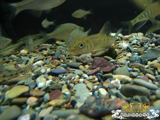 -----------------------------------------------------------------