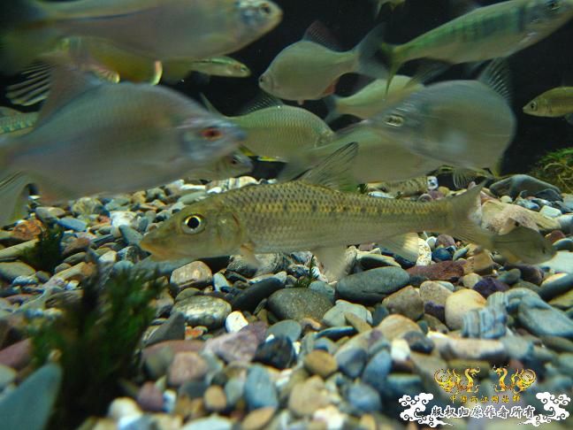 -----------------------------------------------------------------