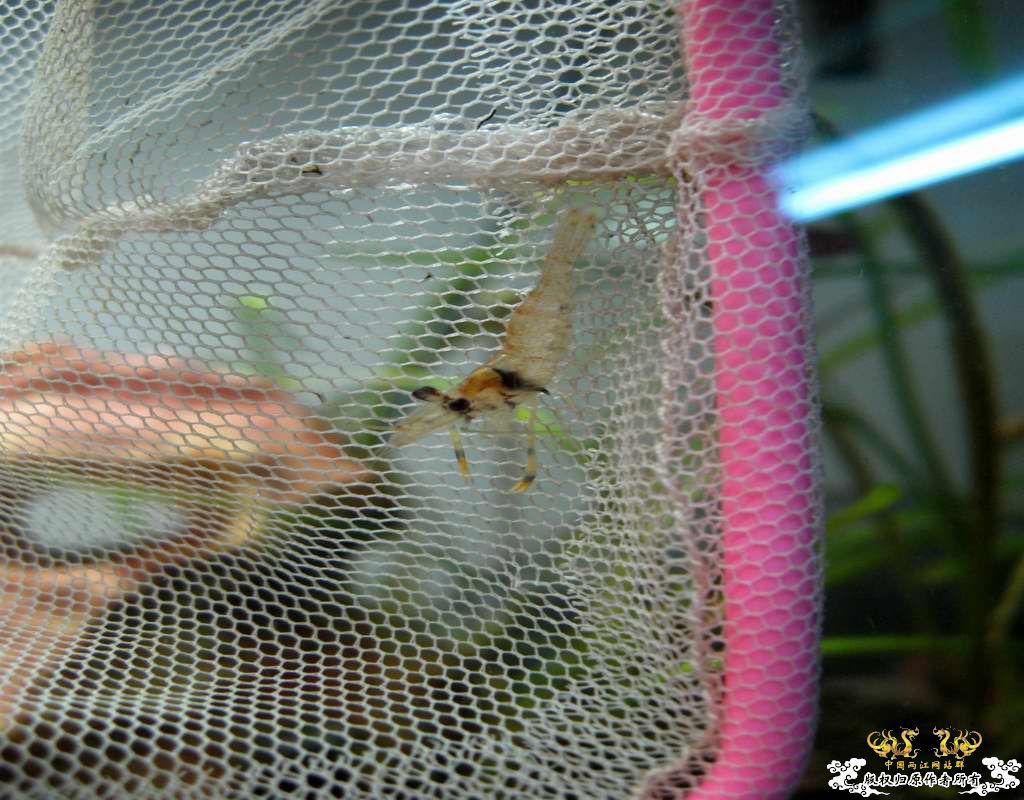 很特别的大眼贼,也许不是大眼贼大家帮认认.