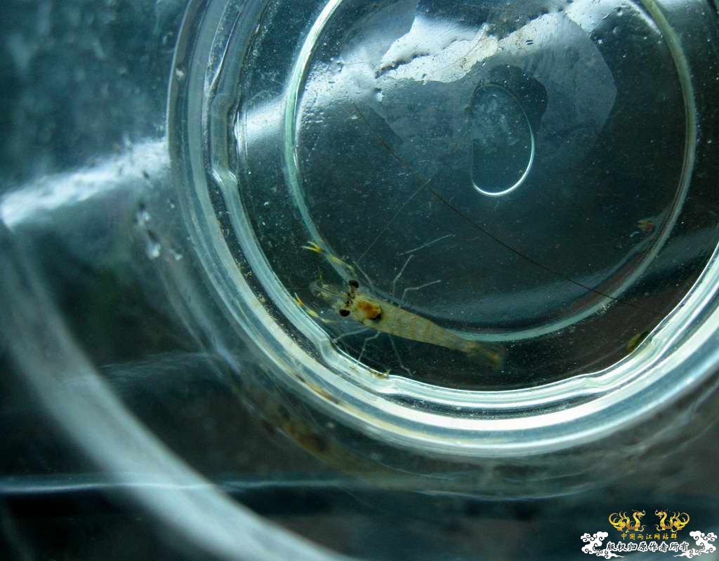 很特别的大眼贼,也许不是大眼贼大家帮认认.