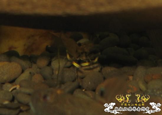 很特别的大眼贼,也许不是大眼贼大家帮认认.