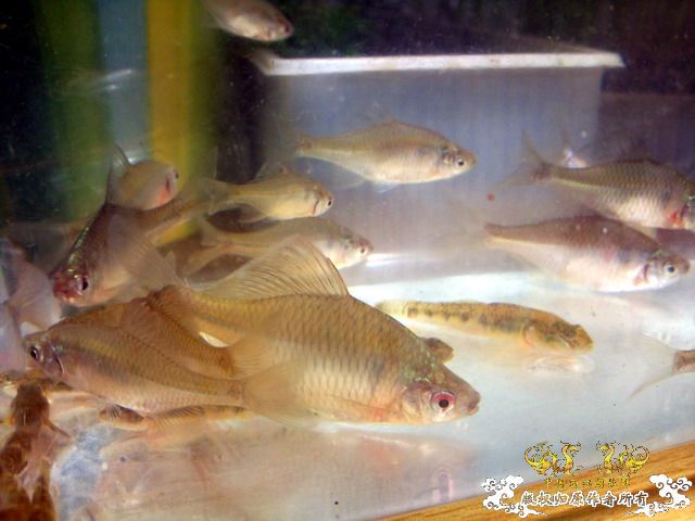今天淘到高体外，还有虾虎（应该是波氏吧）