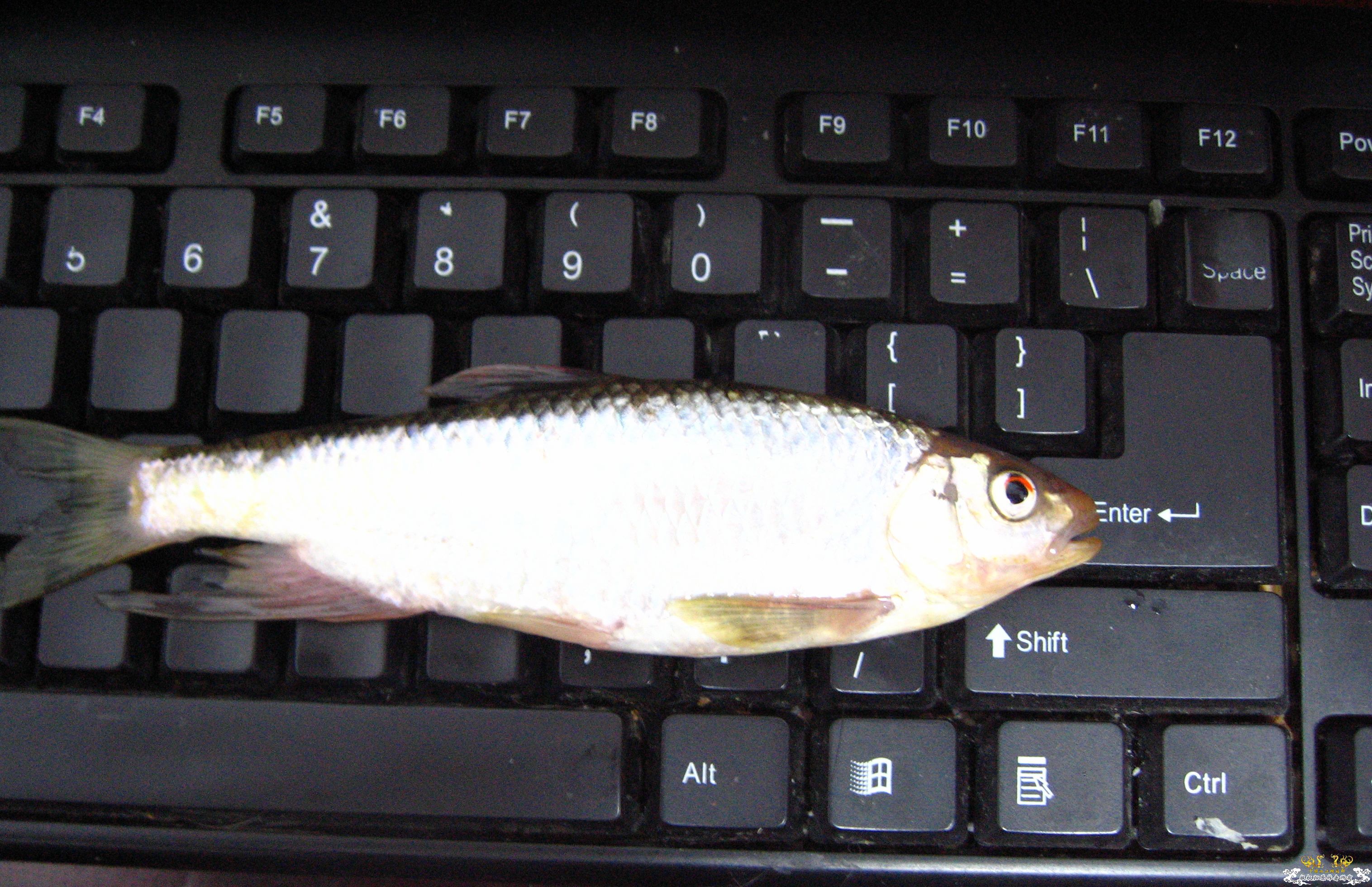 16厘米宽鳍阵亡 发帖留念