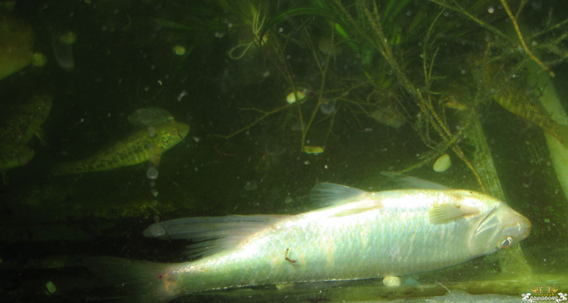 16厘米宽鳍阵亡 发帖留念