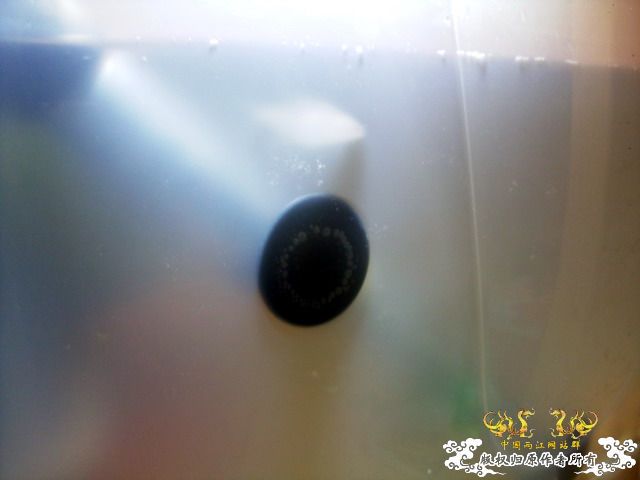 整理箱养鳑鲏（40*30）