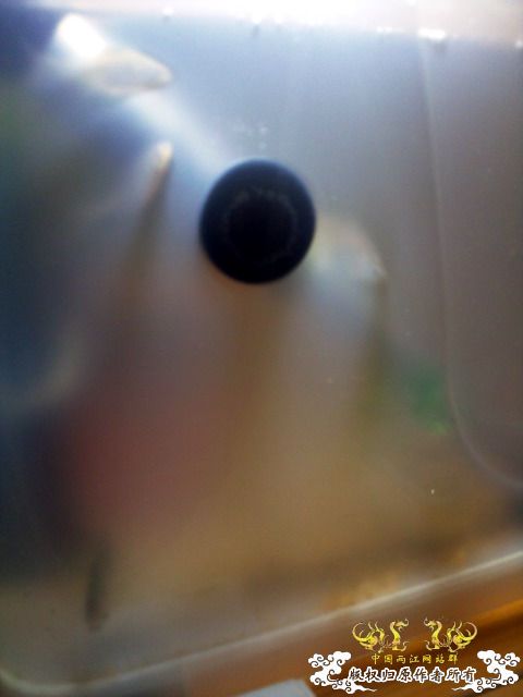 整理箱养鳑鲏（40*30）