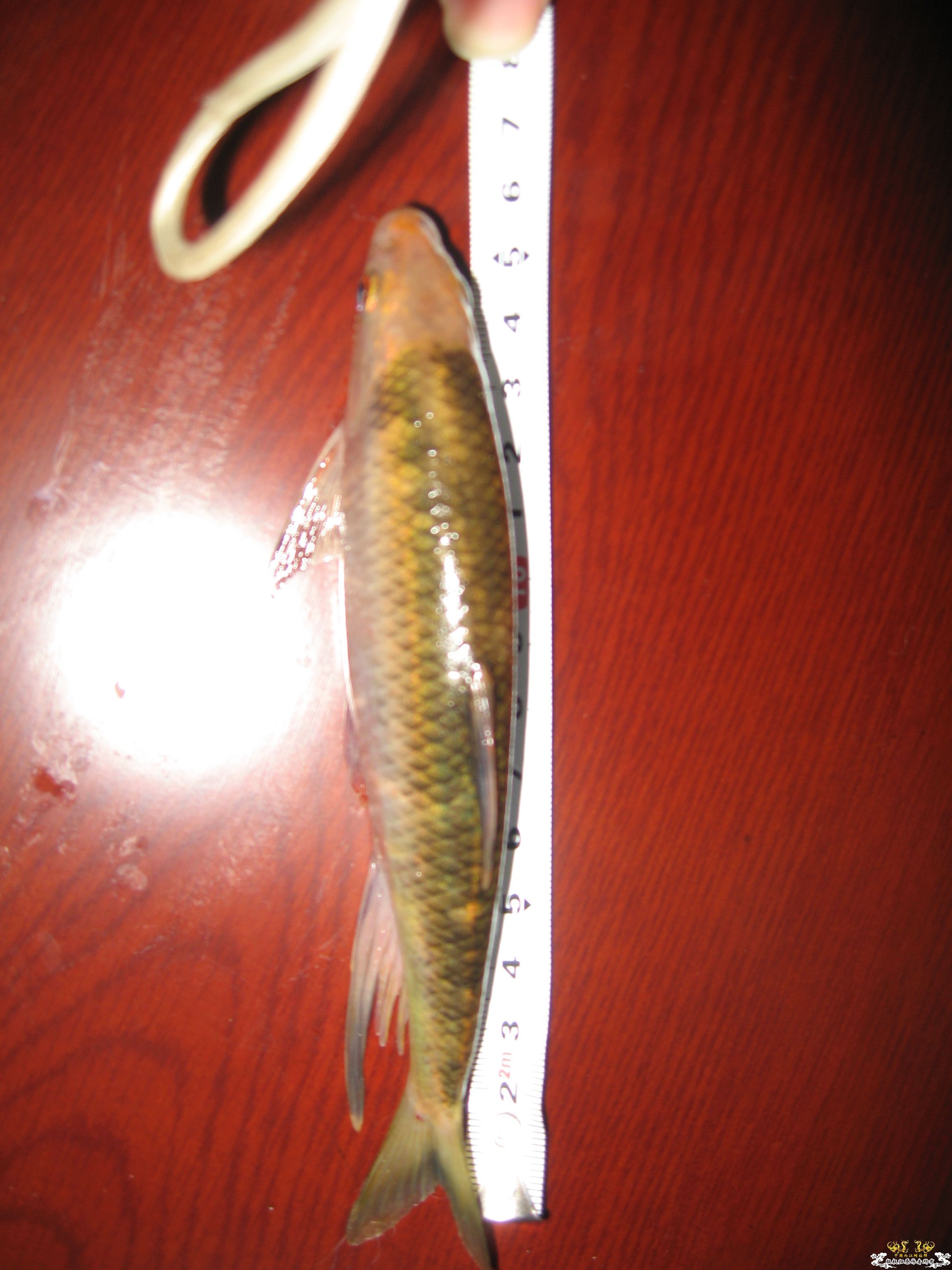 16厘米宽鳍阵亡 发帖留念