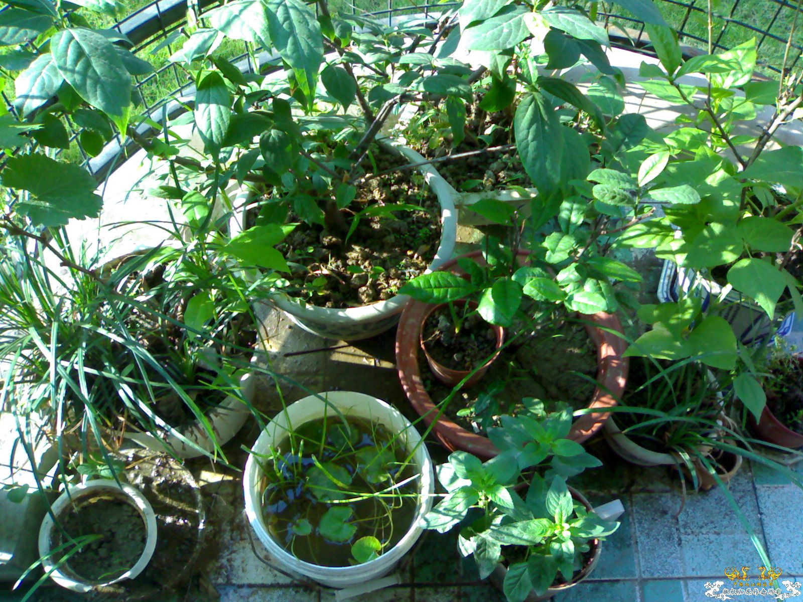 [原创]野采的金银花