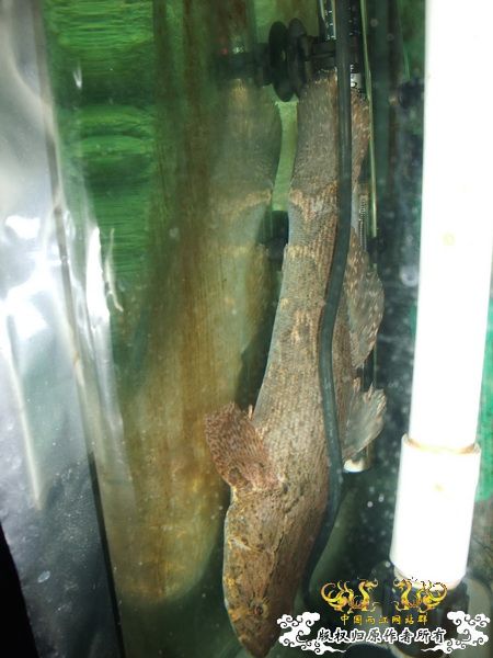 [贴图][原创]杨晨来也！