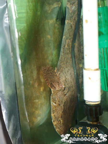 [贴图][原创]杨晨来也！